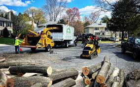 Best Lot and Land Clearing  in Mount Vernon, GA