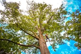 Lawn Pest Prevention in Mount Vernon, GA