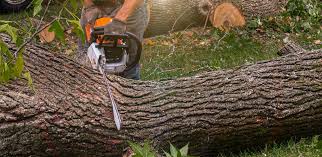 How Our Tree Care Process Works  in  Mount Vernon, GA