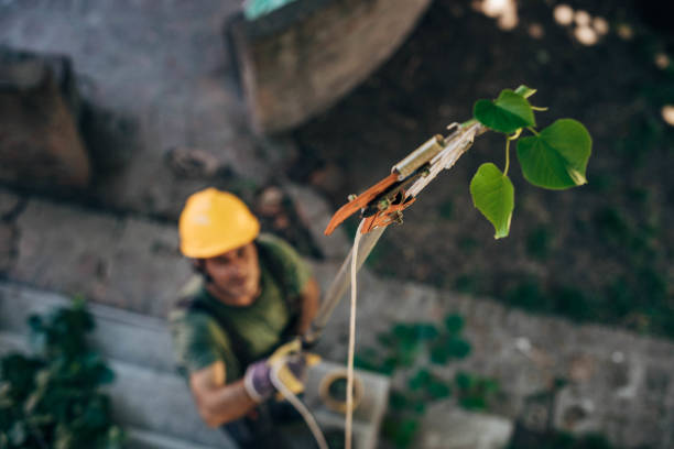 Best Tree Health Inspection  in Mount Vernon, GA