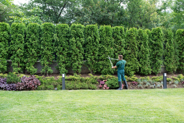  Mount Vernon, GA Tree Services Pros