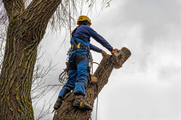 Reliable Mount Vernon, GA Tree Services Solutions