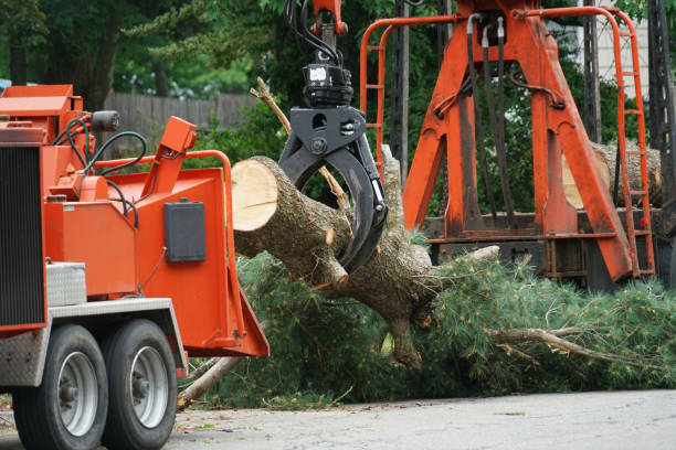 Best Emergency Tree Removal  in Mount Vernon, GA