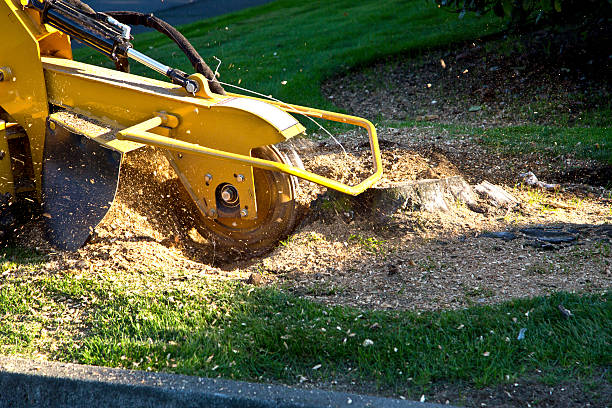 Best Tree Removal  in Mount Vernon, GA
