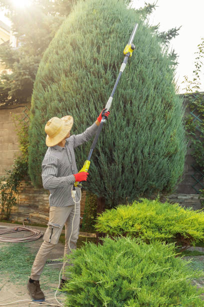 Best Lawn Grading and Leveling  in Mount Vernon, GA