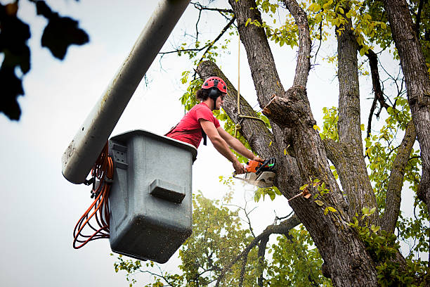 Best Storm Damage Tree Cleanup  in Mount Vernon, GA