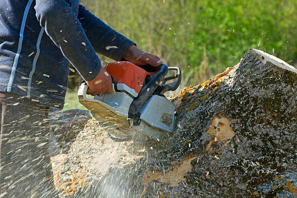 Best Tree Preservation Services  in Mount Vernon, GA