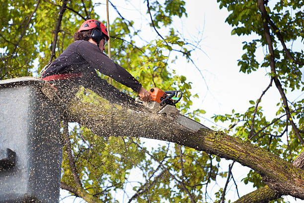 Best Root Management and Removal  in Mount Vernon, GA