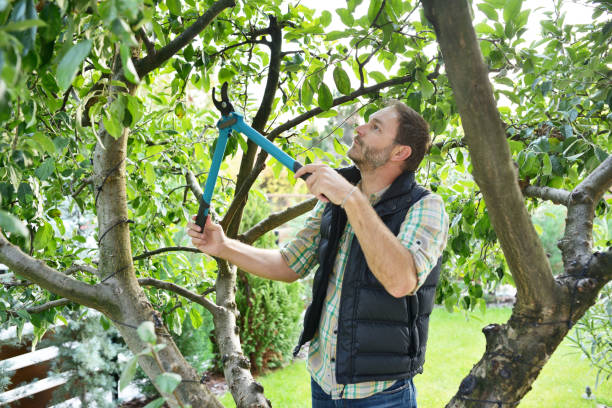 Tree and Shrub Care in Mount Vernon, GA